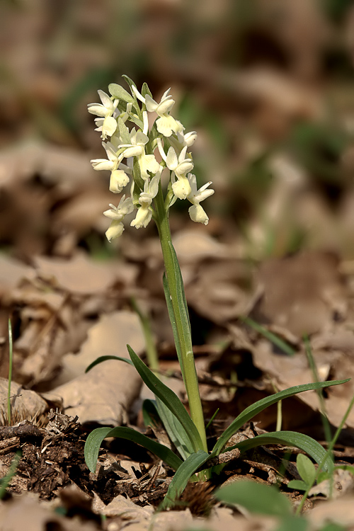 Dactylorhiza romana / Orchide romana